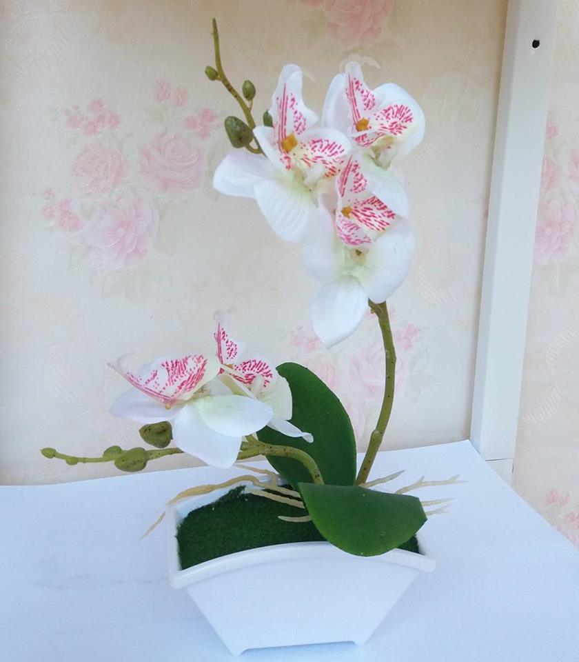  cara menanam bunga anggrek di pohon 